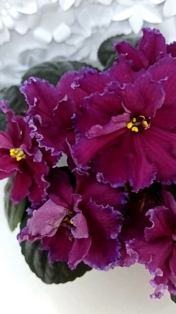 Фиалка ПТ-Мерло