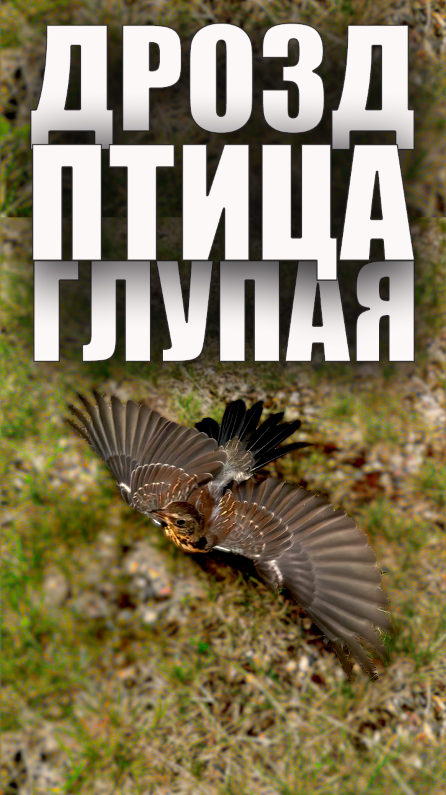 Дрозд - Птица Глупая #надаче