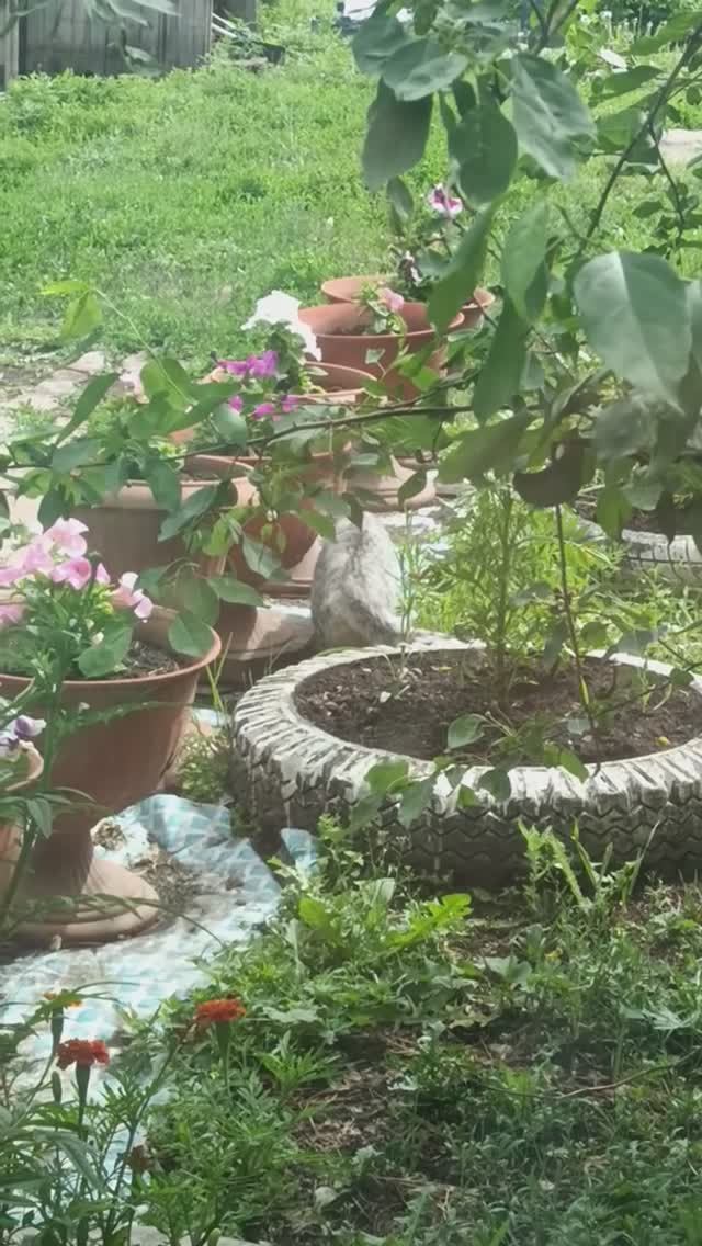 СИБИРЬ НА СВЯЗИ #жизнь_в_глубинке 1000050659.mp4