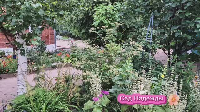 Дела дачные. Пора обрезать отцветшие бутоны.