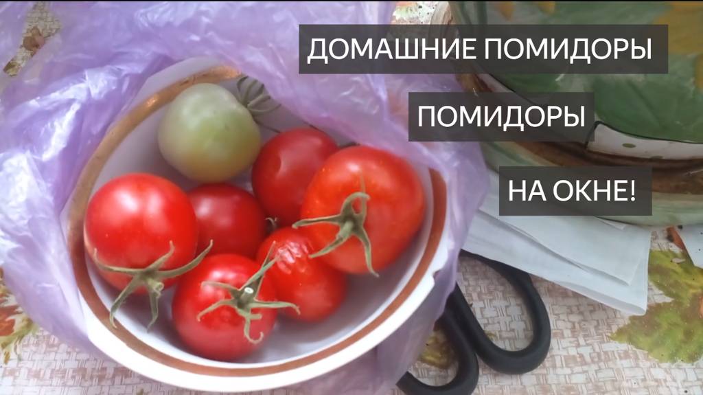 Помидоры. Домашние помидоры. Помидоры на подоконнике, на окне, на балконе. Выращивание помидор. Вау!