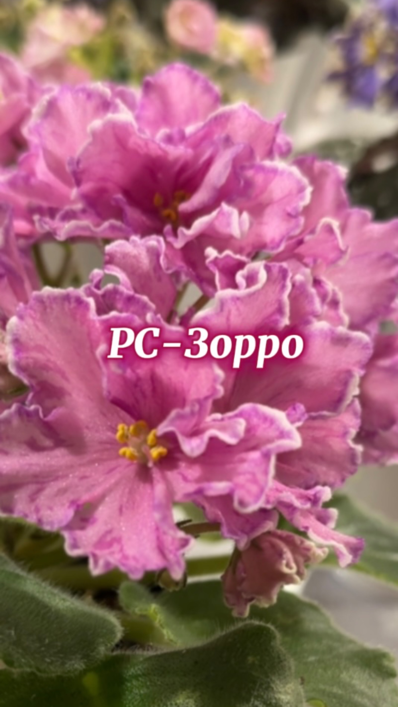 РС-Зорро. Описание сорта