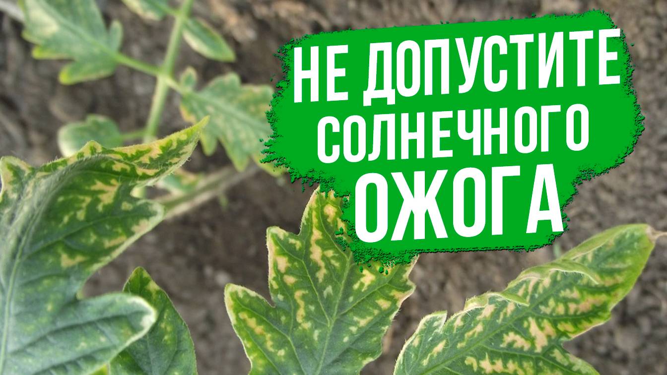 Как восстановить томаты и перцы после солнечного ожога?