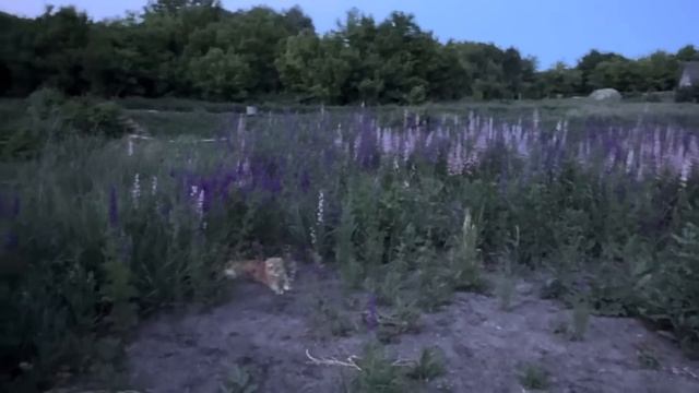 Домик в деревне — это не только отдых у костра…а жаль