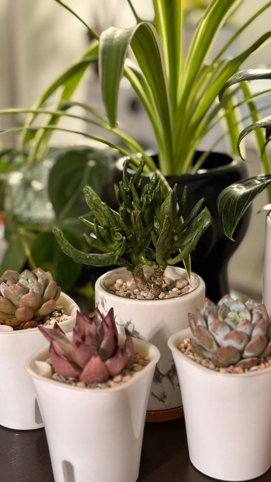 Как правильно посадить эхеверию