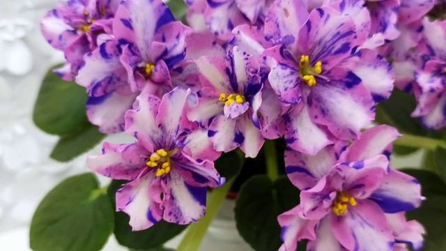 Фиалки химеры МК-Ветер Перемен