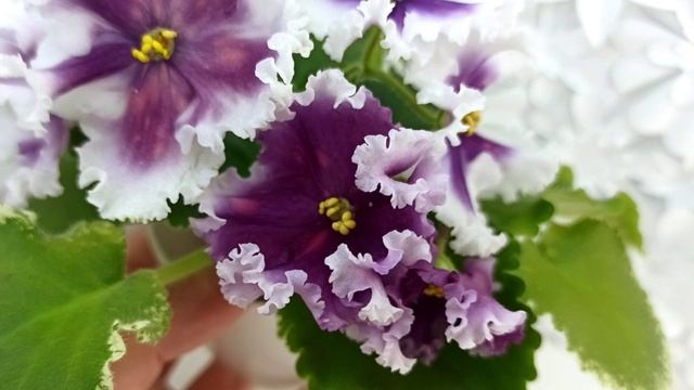 Фиалка МТ-Сладкая Фантазия