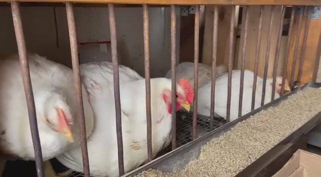 Нашим Бройлерам 37 дней