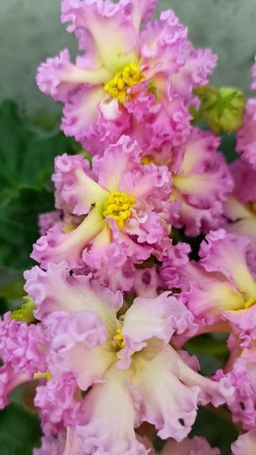 Фиалка РМ-Богиня Солнца