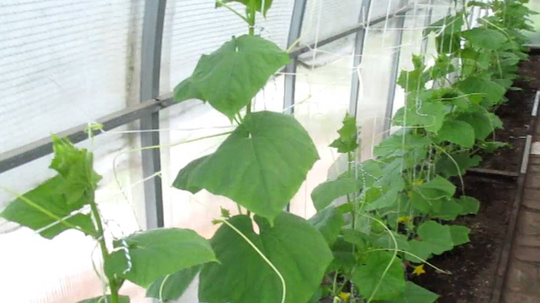 Я сделал это чтобы не остаётся без урожая. Жестко оборвал листья на огурцах.