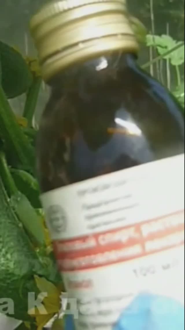 Народные средства от паутинного клеща#огород #отпаутинногоклеща #клещнаогурцах #дача #средствонарод