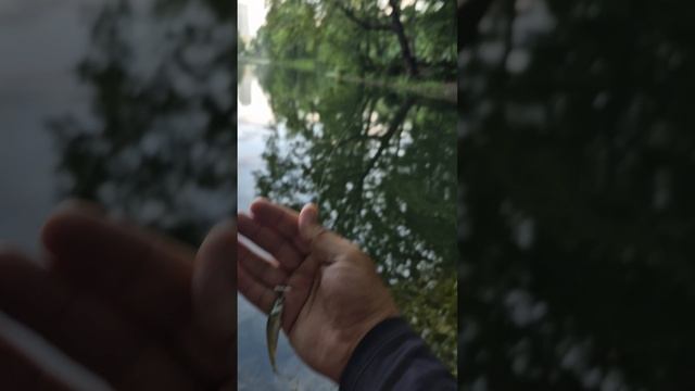 Мормышинг на новом водоеме. Яростные верховки и окуни на мормышку. Ловит танта 20мм и белый мотыль