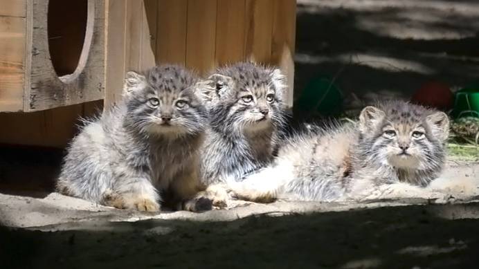 Пушистая банда манульчиков и мама Снежинка встречают кипера с молочком.