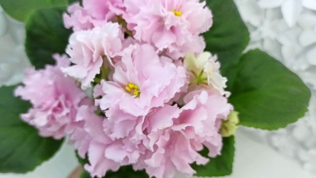 Фиалка РМ-Розовые Маки