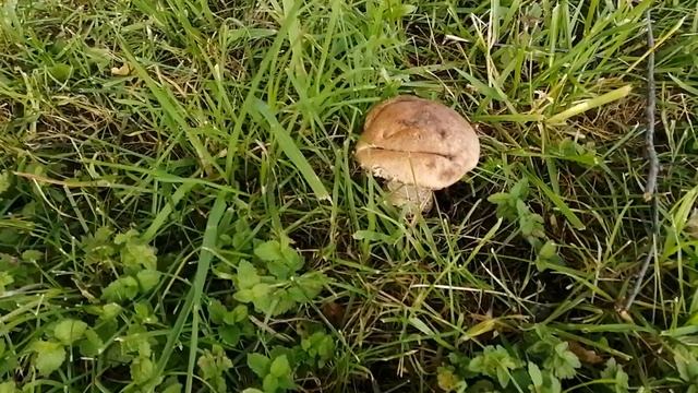 Грибы растут у дома