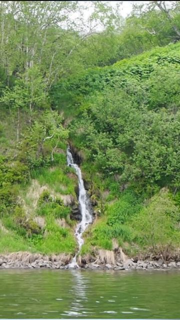 слёзы одинокой медведицы 😁