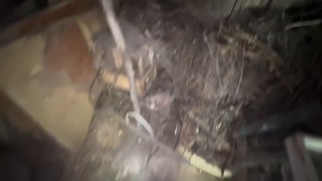 Переехала в сельскую местность, привожу в порядок огород и готовлюсь к зиме))