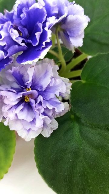 Фиалка РМ-Прекрасный Жемчуг спорт