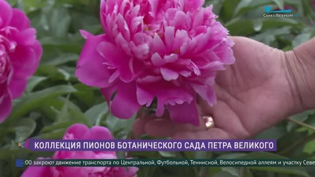 Коллекция пионов Ботанического сада Петра Великого