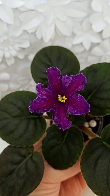 Фиалка НД-Магнитная Аномалия