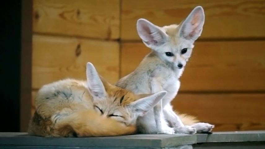 Самая маленькая лисица с широкими и тонкими ушами - это фенек.