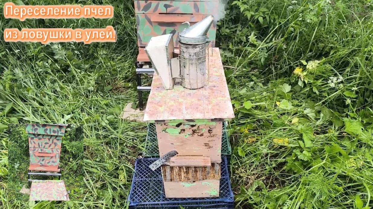 Переселение роя пчёл из ловушки в улей. Как пересадить рой пчёл с ловушки в улей #пчёлы  # рой_пчёл