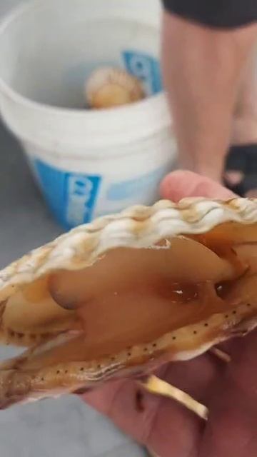 shorts_Морской гребешок