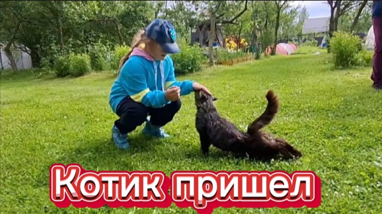 Котик-невидимка: как он стал звездой видео! 😺