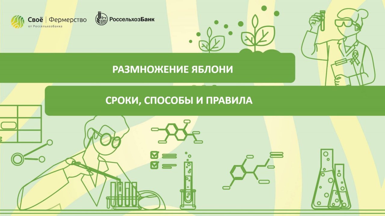 Размножение яблони: сроки, способы и правила