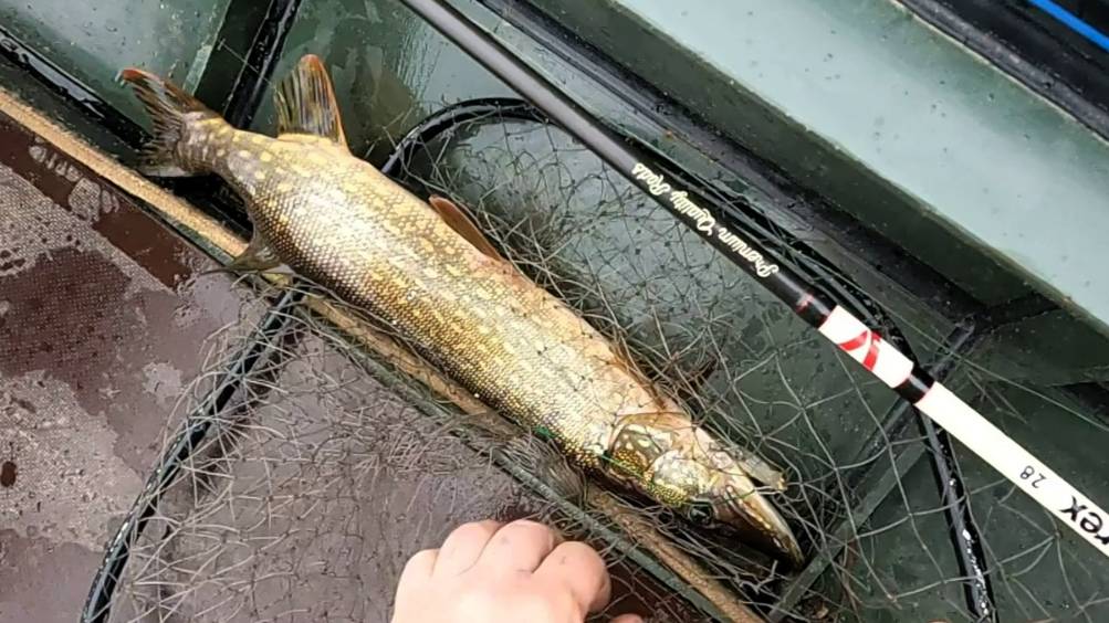 Первые щуки летнего сезона \ Спиннинг и поплавок на Печоре  21.06.25