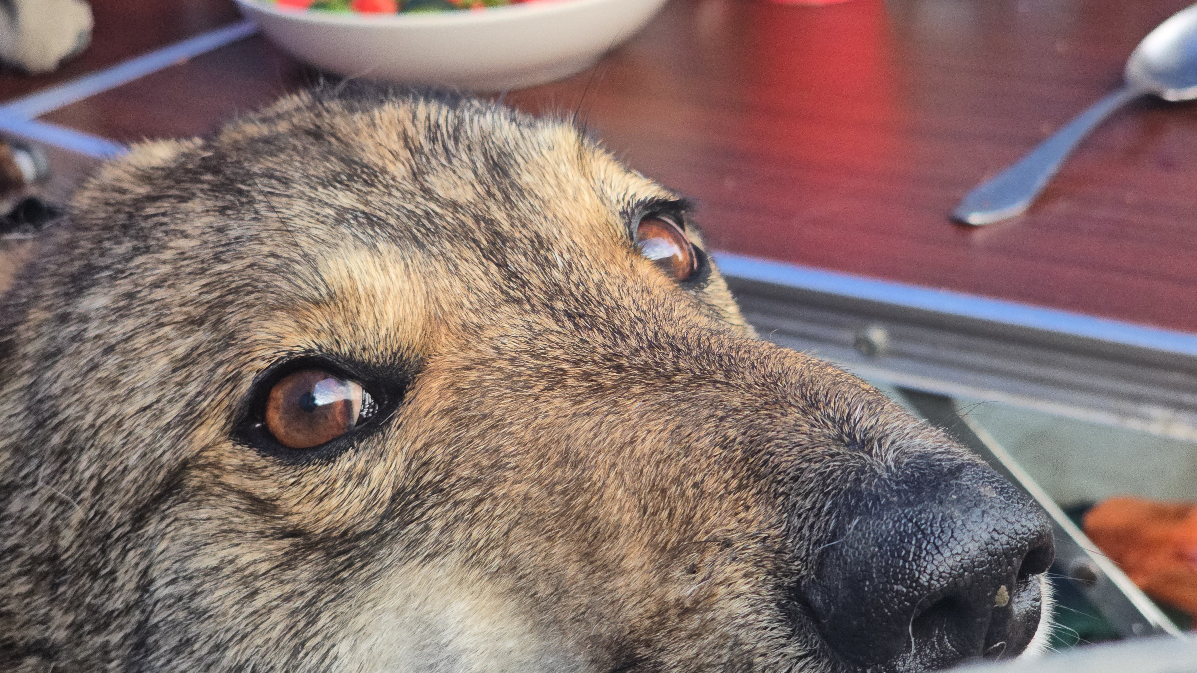 Утром с Каюром на чёрном море