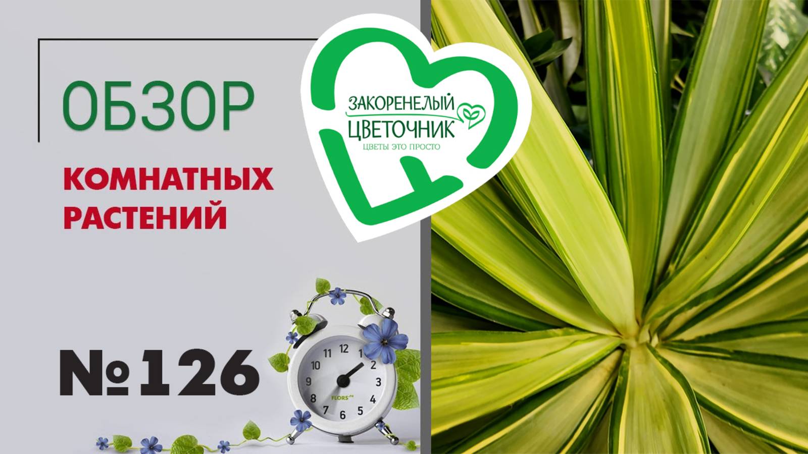 Обзор растений: фикусы, розы, аглаонемы, кампанулы, калатеи, лианы, папоротники, кактусы #126