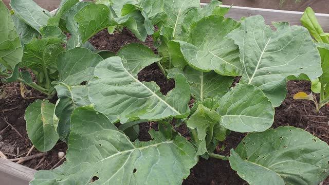 Цветная капуста. Подкормка для плотных ,красивых, крепких "головок". 100% завязываемость.