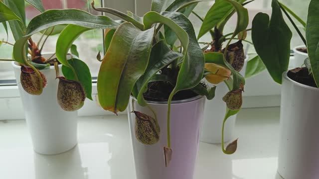 Хищники. Пополнение.