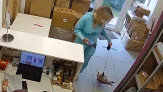 Домашний питомец