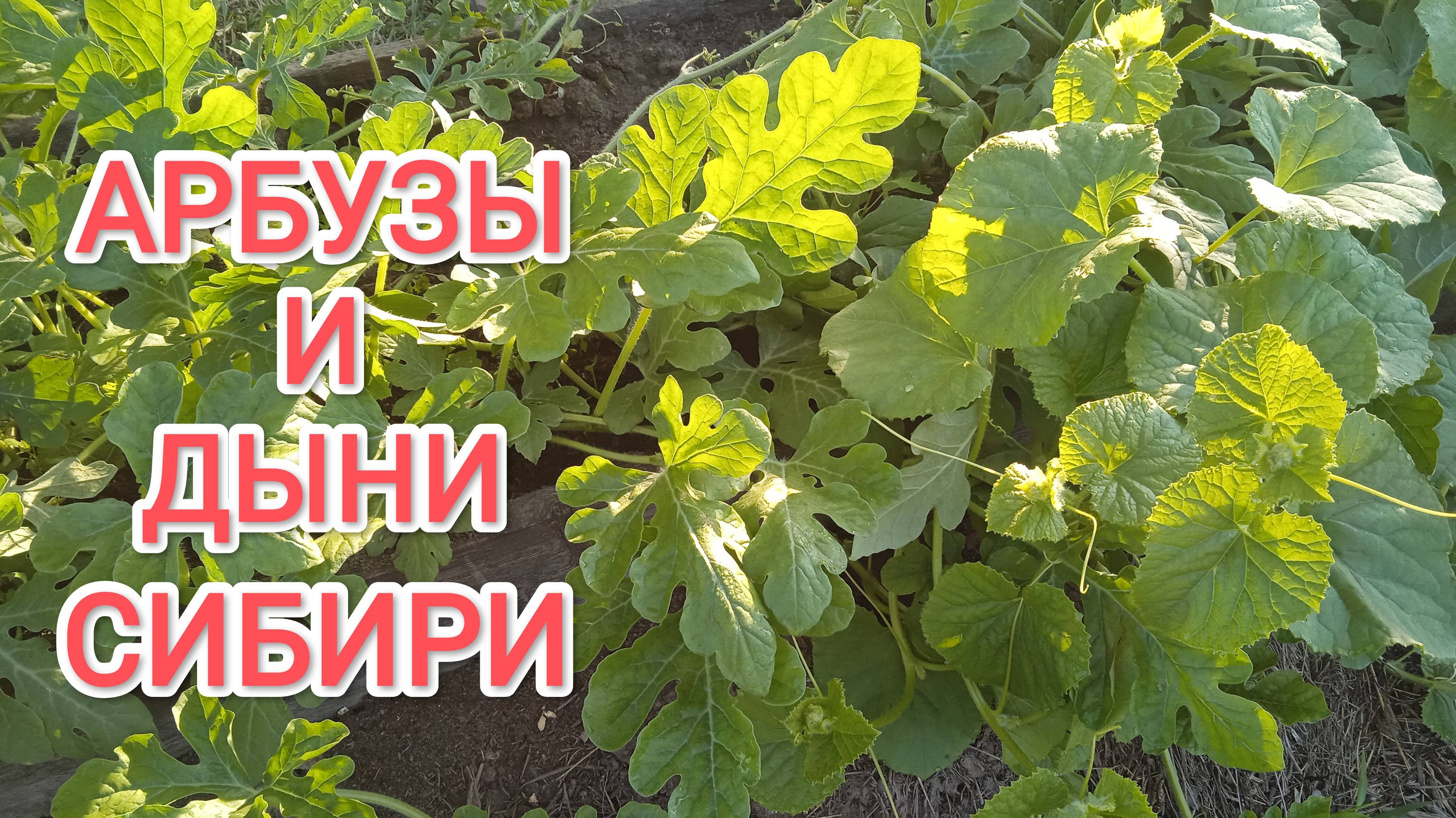 Арбузы и дыни Какие арбузы и дыни растут в Сибири