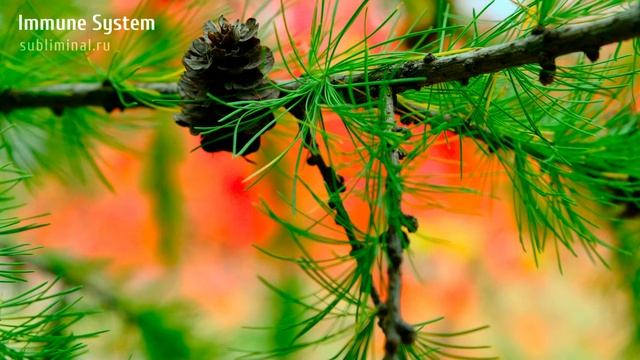 ЗДОРОВЫЙ ИММУНИТЕТ. САБЛИМИНАЛ НА УКРЕПЛЕНИЕ ИММУНИТЕТА.