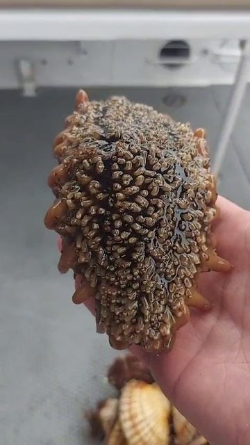 shorts_Трепанг и краб