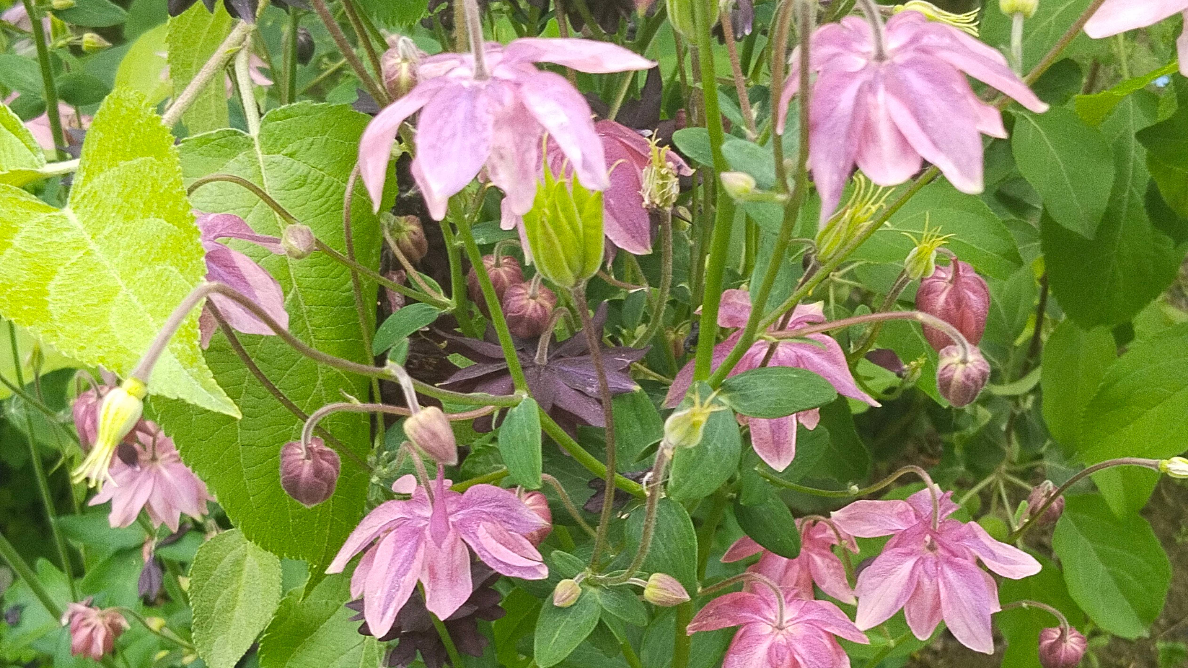 Красота июньского сада