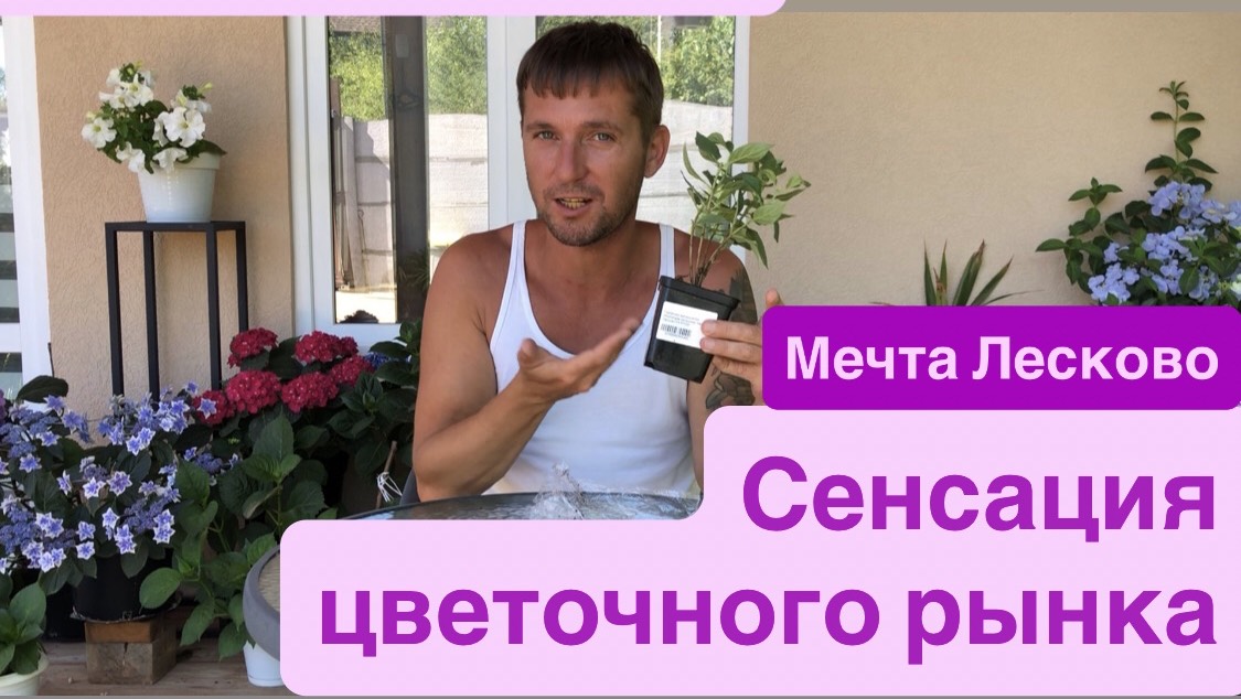 Мечта Лесково- революция среди метельчатых гортензий. Распаковка посылки