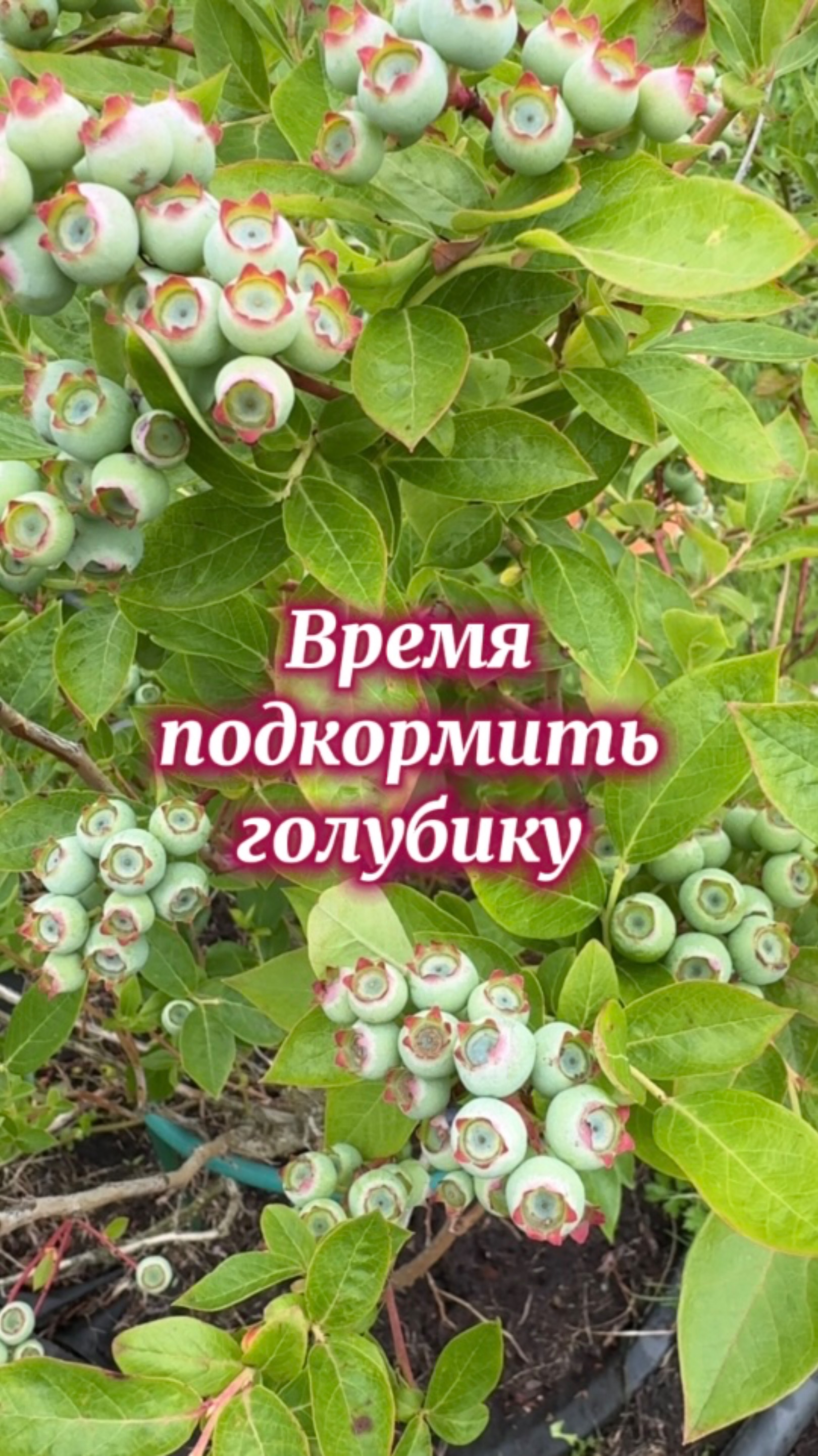 Чем подкармливаю голубику…