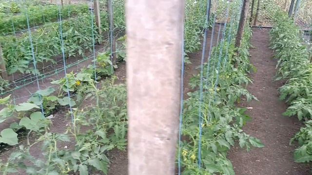 Наш огород. 15 июня. 2025г