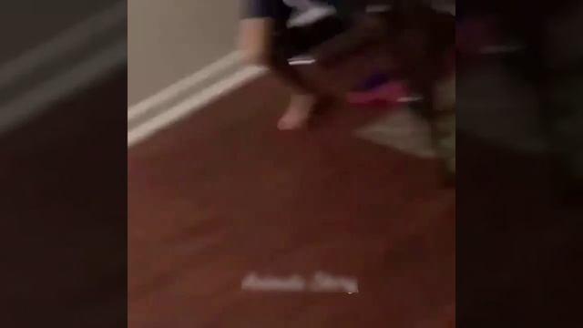 Самые смешные животные