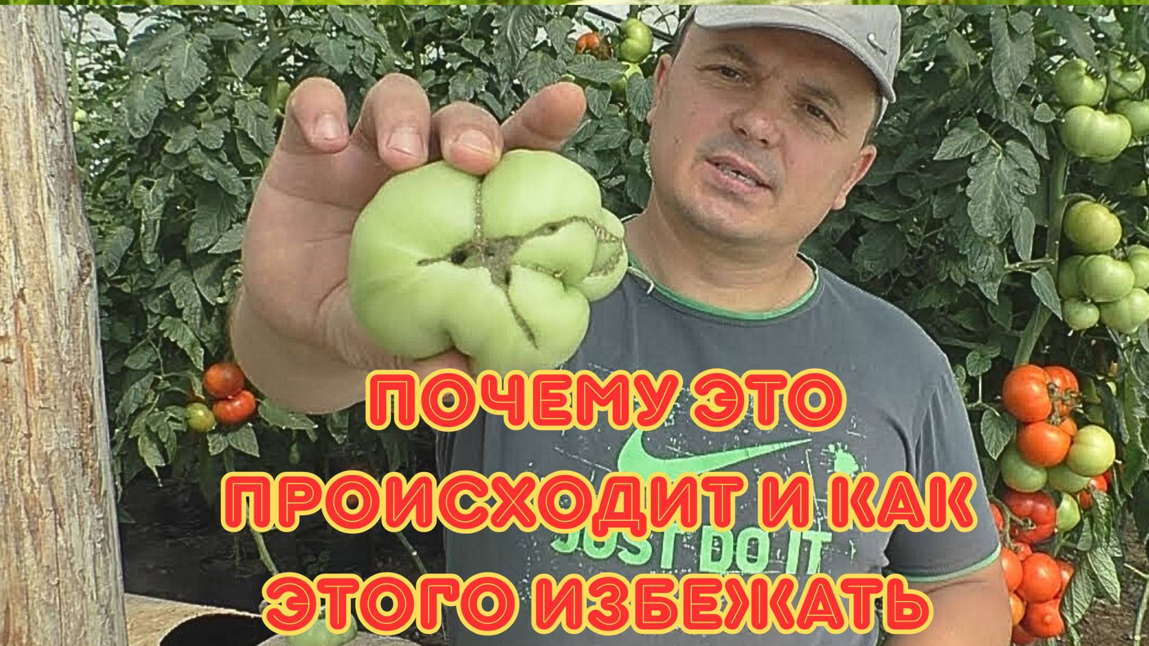 Кривые помидоры? Раскрываем главные причины