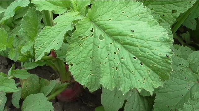 Семенная редиска к концу июня