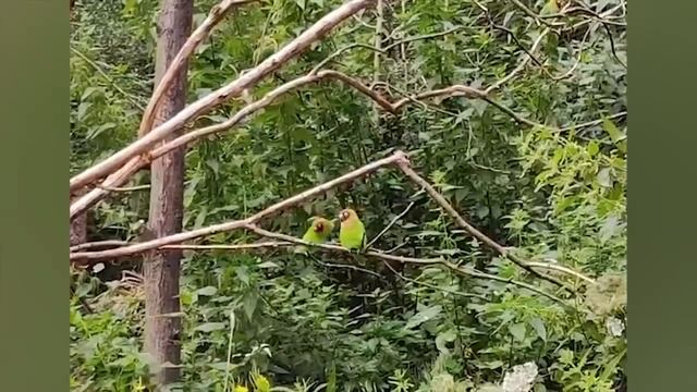 Самые смешные животные.