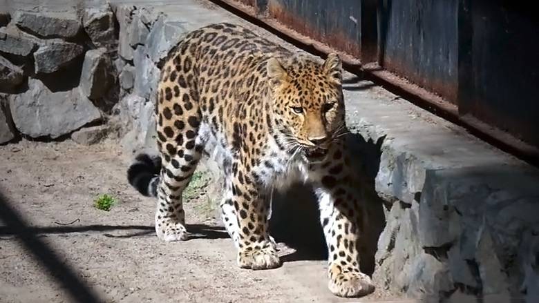 Леопард - один из красивейших хищников из семейства кошачьих и Хлоя, которая гуляет в своем вольере.