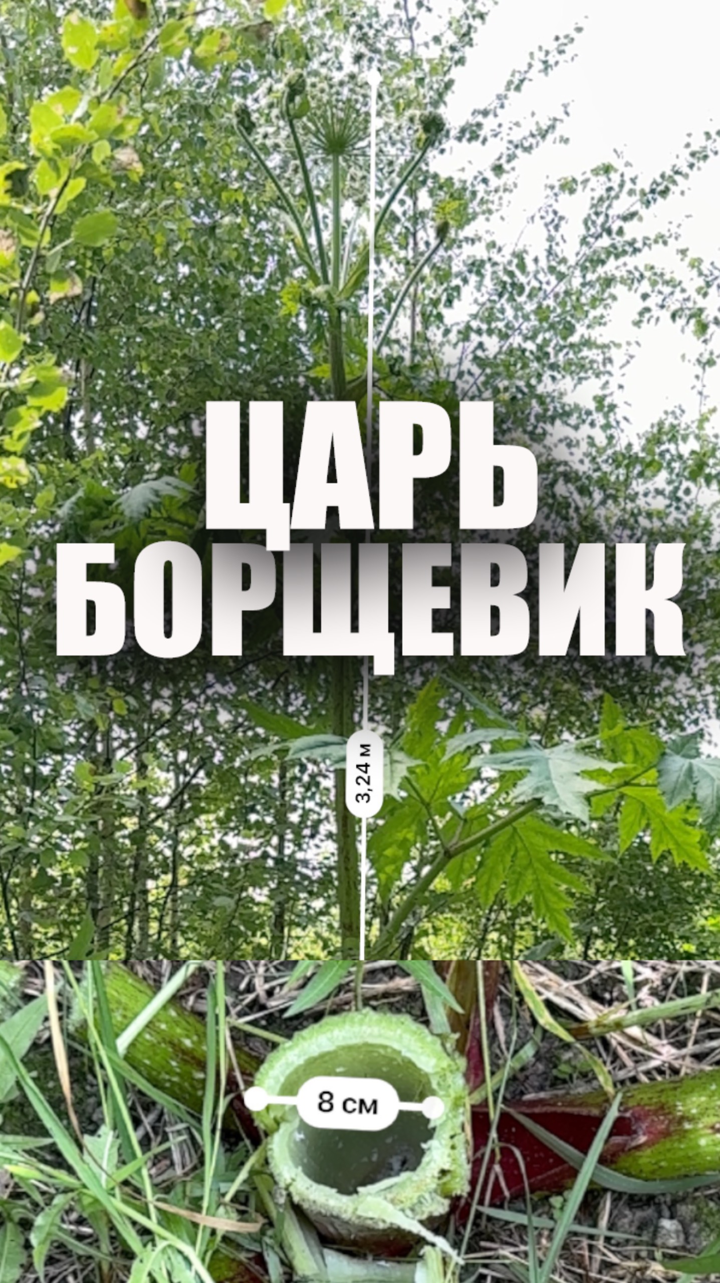 Вырос борщевик выше 3 метров 🌱 Как с ним бороться?