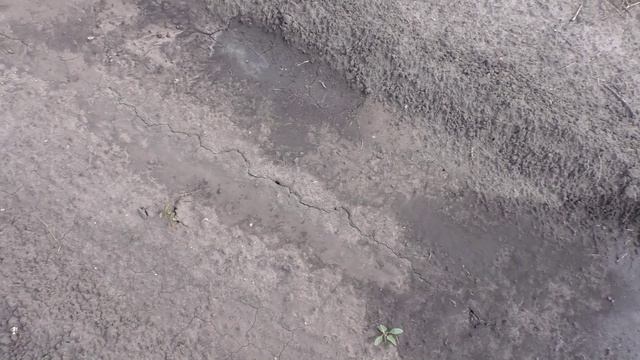 Всходы брюквы