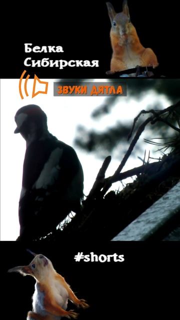 Большой пестрый дятел и его крик